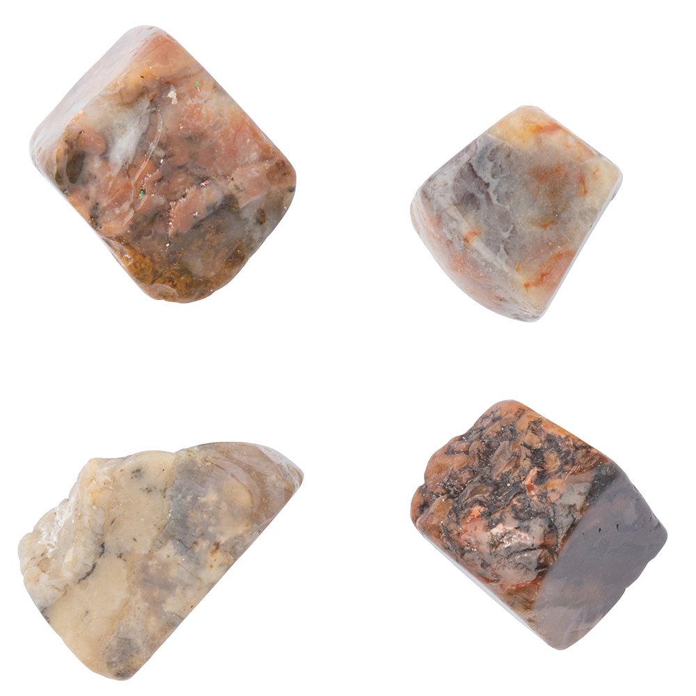 Coprolite (Dinosaur Poo)