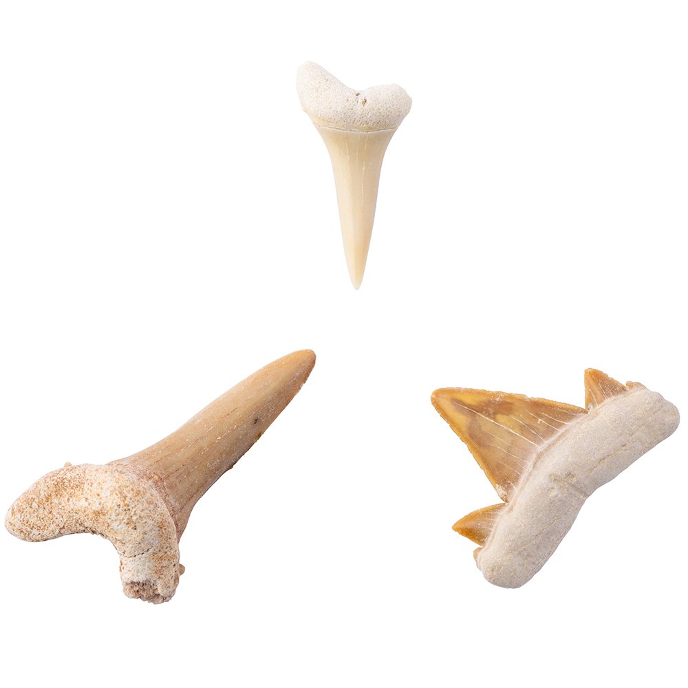 Fossilised Shark Teeth