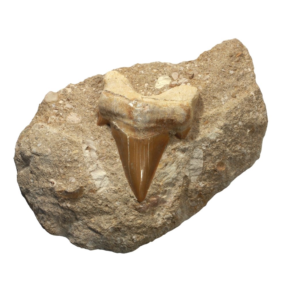 Fossils