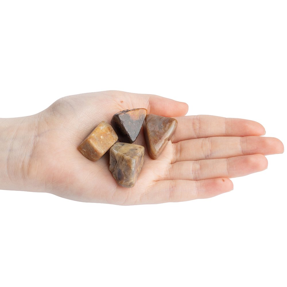 Coprolite (Dinosaur Poo)