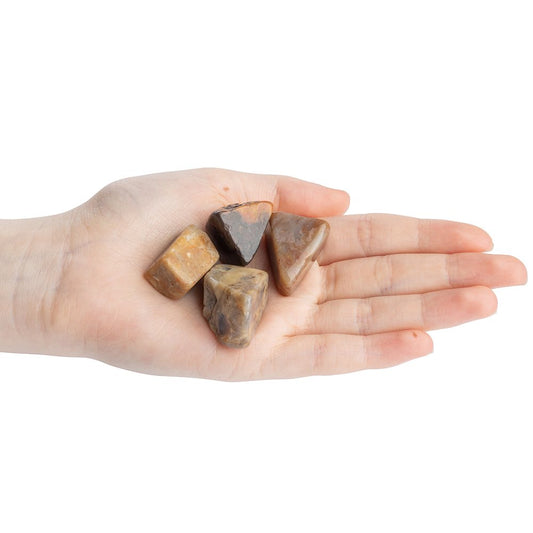 Coprolite (Dinosaur Poo)