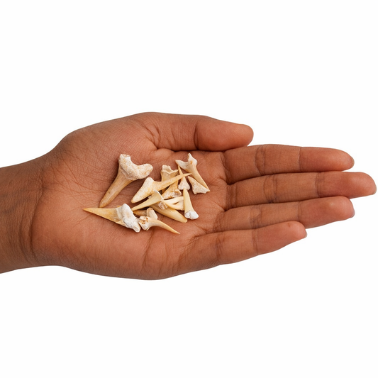 Fossilised Shark Teeth