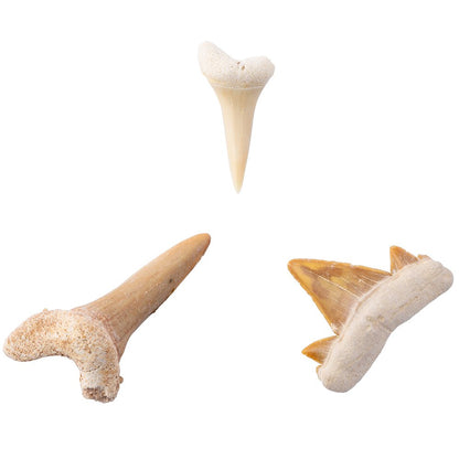 Fossilised Shark Teeth